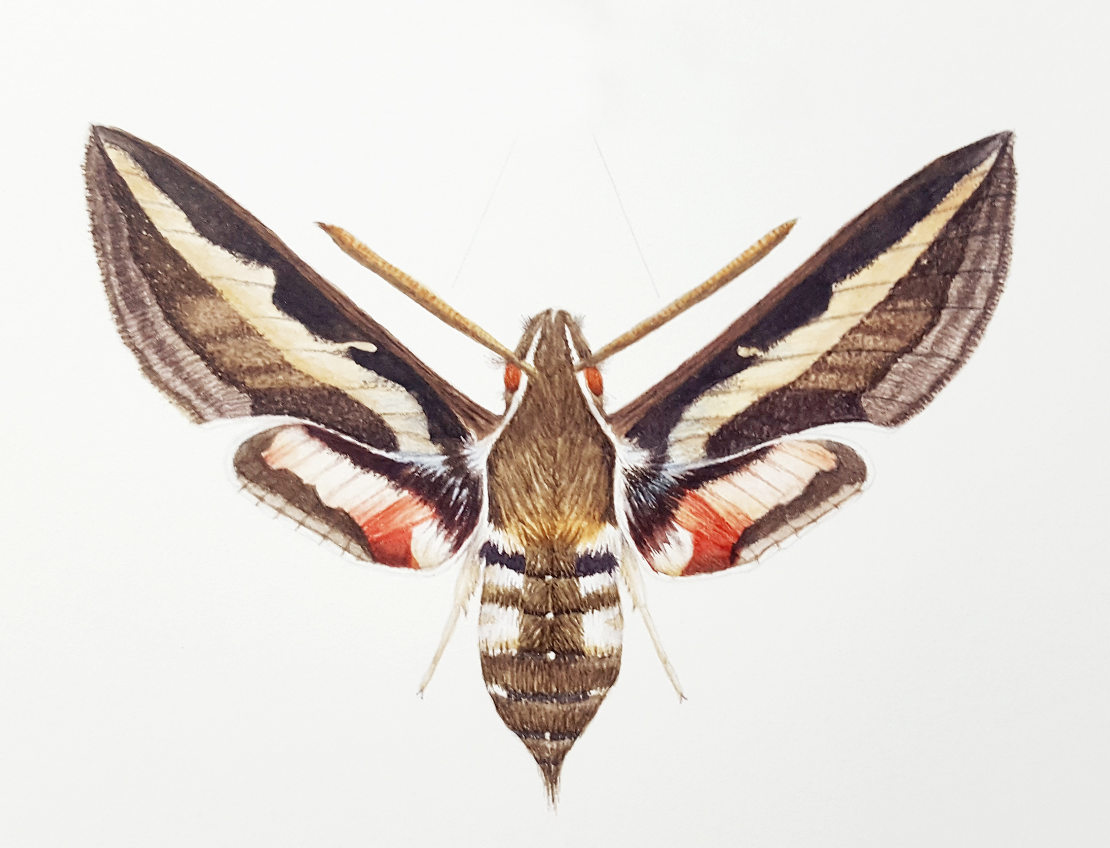 /uploads/courses/0626-06/my_bedstraw_hawkmoth.jpg